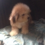 Lhasa apso puppy for sale full pedigree