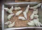 Now on sale  OFFER THE BEST ALBINO RAT WHICH IS HYGIENICALLY BRED best price